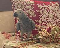 grey-african-grey-parrot-for-sale