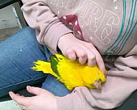 baby-golden-conure-for-sale
