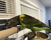 parrot-for-sale-in-evanston-il