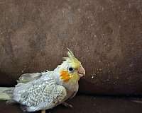 companion-bird-for-sale-in-warner-robins-ga