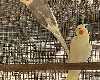 mixed-bird-for-sale