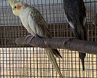 exotic-mixed-bird-for-sale