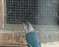 young-lovebird-for-sale