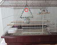 black-mask-lovebird-for-sale