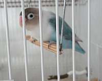 blue-black-mask-lovebird-for-sale