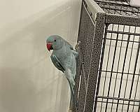 parrot-for-sale-in-virginia