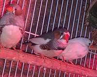adult-finch-for-sale