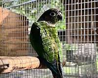 green-cheek-conure-for-sale-in-dade-city-fl