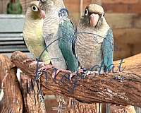 green-cheek-conure-for-sale