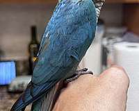 young-bird