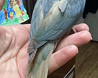 young-green-cheek-conure-for-sale