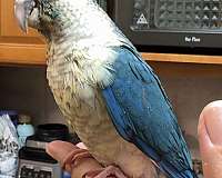green-bird-for-sale
