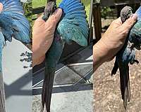 green-cheek-conure-for-sale-in-dade-city-fl