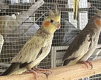 cute-bird-for-sale-in-hudson-fl