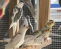 pet-bird-for-sale-in-hudson-fl