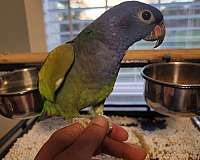 pionus-parrots-for-sale-in-howe-tx