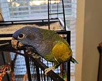 young-bird-for-sale-in-howe-tx