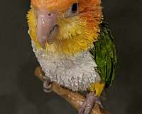 white-bellied-caique-for-sale