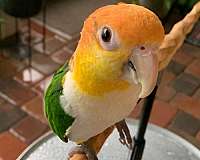 green-white-bellied-caique-for-sale