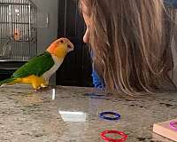 orange-white-bellied-caique-for-sale