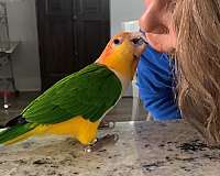 peach-white-bellied-caique-for-sale