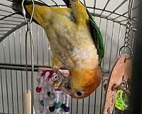 white-white-bellied-caique-for-sale