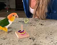 white-bellied-caique-for-sale