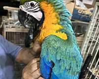 macaw-for-sale-in-new-york