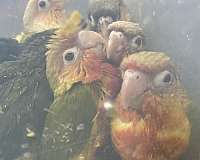 conure-for-sale