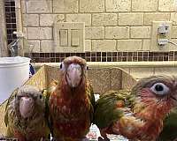 conure-for-sale-in-brooklyn-ny