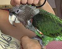 poicephalus-parrots-for-sale-in-tampa-fl