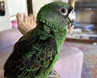 cobalt-jardines-poicephalus-parrots-for-sale