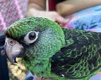 black-jardines-poicephalus-parrots-for-sale