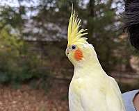 bird-parrot-for-sale-in-keller-tx