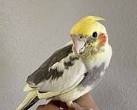 playful-bird-for-sale-in-keller-tx