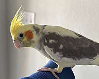 cockatiel-for-sale