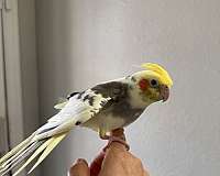 cockatiel-for-sale-in-keller-tx