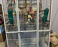 adult-bird-for-sale-in-brookline-ma