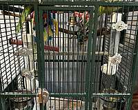 quaker-parrots-for-sale-in-brookline-ma