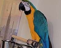macaw-blue-gold-macaw-for-sale-in-revere-ma