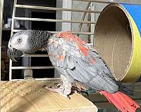 grey-african-grey-parrot-for-sale
