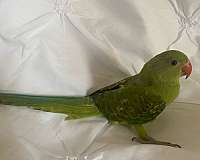 green-yellow-ringneck-parakeet-for-sale