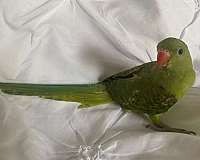green-yellow-bird-for-sale-in-north-port-fl