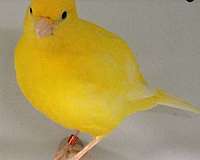 yellow-fancy-singing-bird-for-sale
