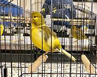 fancy-singing-canary-for-sale