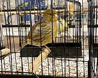 fife-canary-for-sale
