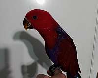 purple-red-talking-bird-for-sale