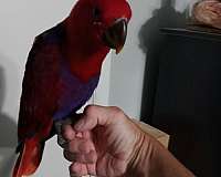 purple-red-tame-bird-for-sale