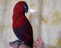 purple-red-eclectus-parrots-for-sale