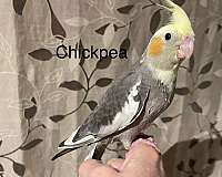 companion-handfed-bird-for-sale-in-chester-nh